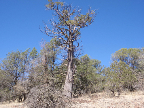 A really old Cedar Tree, about 300 years.